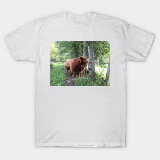 Scottish Highland Cattle Cow and Calf 1504 T-Shirt